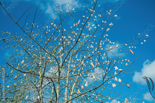 White silk cotton tree (Ceiba pentandra), Kapuk Randu (Javanese), the perennial fruit can be used to make mattresses and pillows. photo