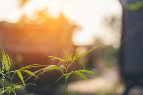 Green Marijuana tree cannabis plant narcotic herbal in greenhouse. Hemp leaf made cannabis crude oil medicine farm on sun light. CBC, THC herb agriculture Weed leaf Drug, medicine healthcare concept