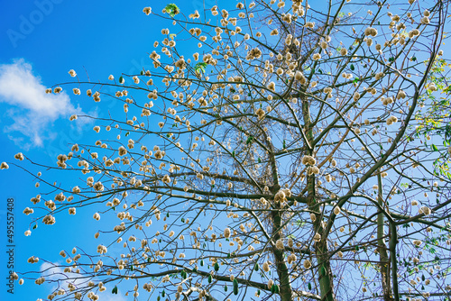 White silk cotton tree (Ceiba pentandra), Kapuk Randu (Javanese), the perennial fruit can be used to make mattresses and pillows. photo