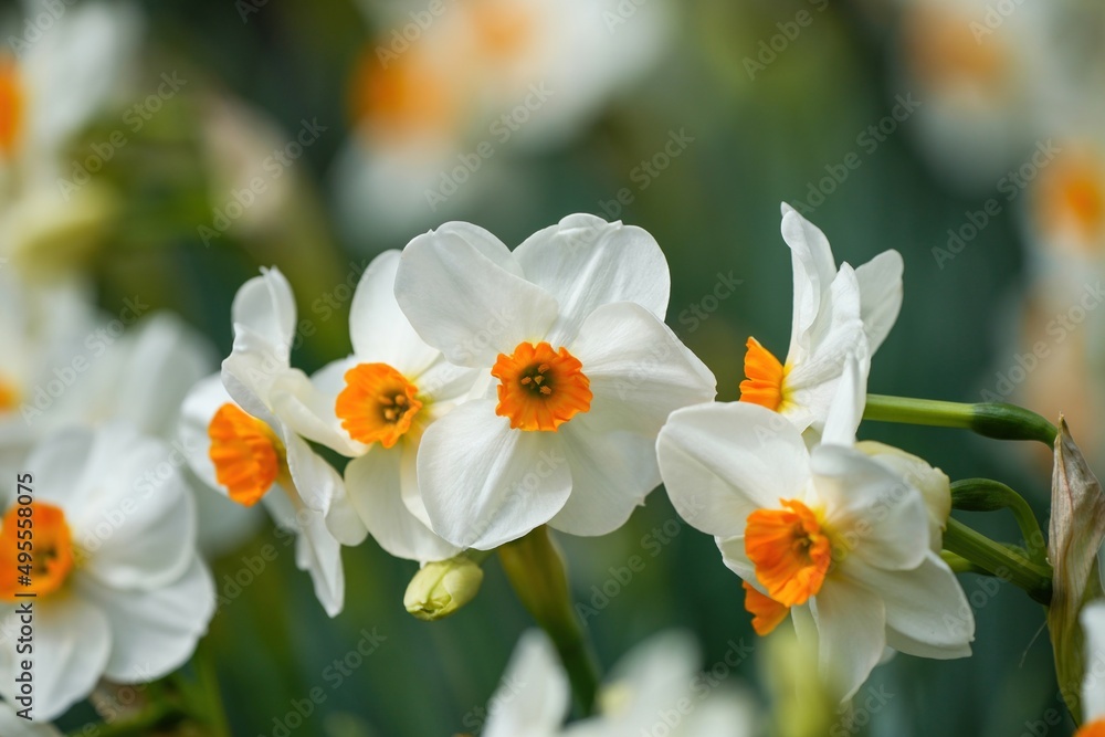 光を浴びて輝く満開の水仙