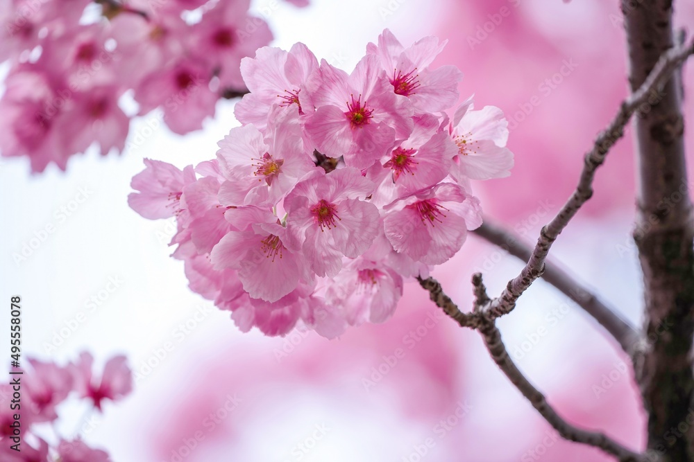 光を浴びて輝く満開の陽光桜