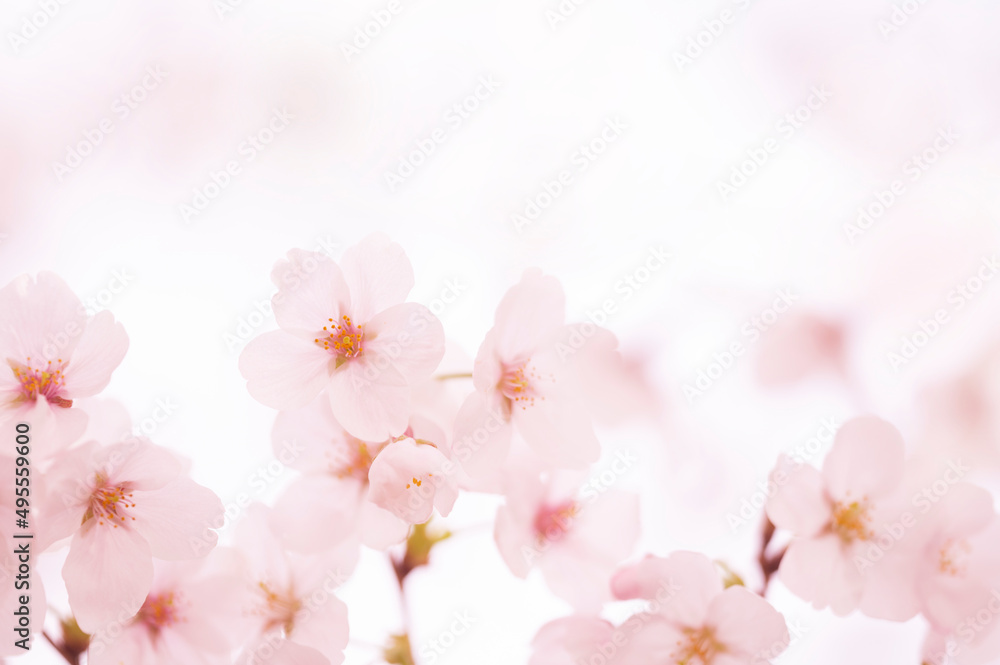 桜　満開　