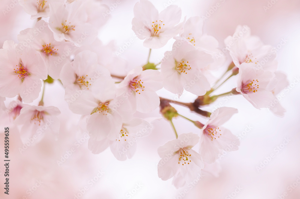 Naklejka premium 桜 満開 