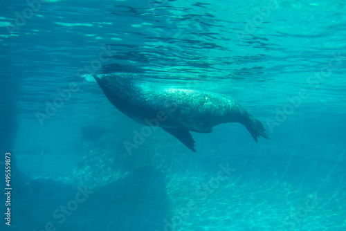 Striking view of a single California sea lion as it swims in its habitat at the Point Defiance Zoo