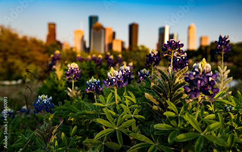 Bluebonnets against the Houston Skyline