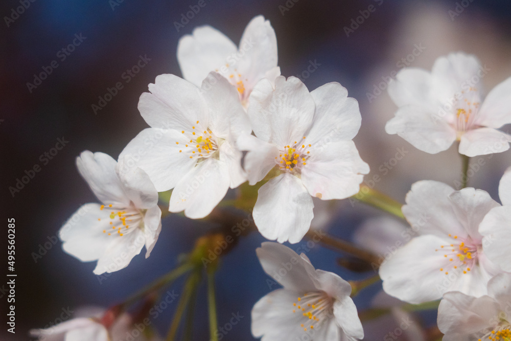 Cherry Blossoms Cherry Blossoms