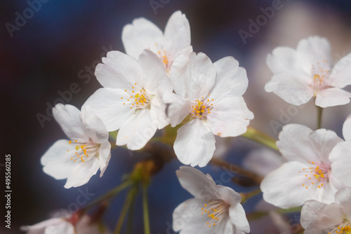 Cherry Blossoms