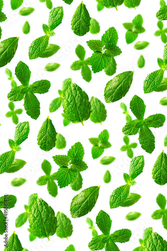 Background of fresh mint leaves on white backdrop for packaging design. peppermint abstract background.