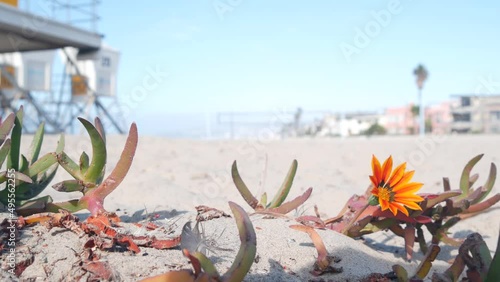 Lifeguard stand and flower, life guard tower for surfing on California beach. Succulent ice plant and rescue hut or house by summer ocean. Lifesavers station near Los angeles on Mission beach, USA.