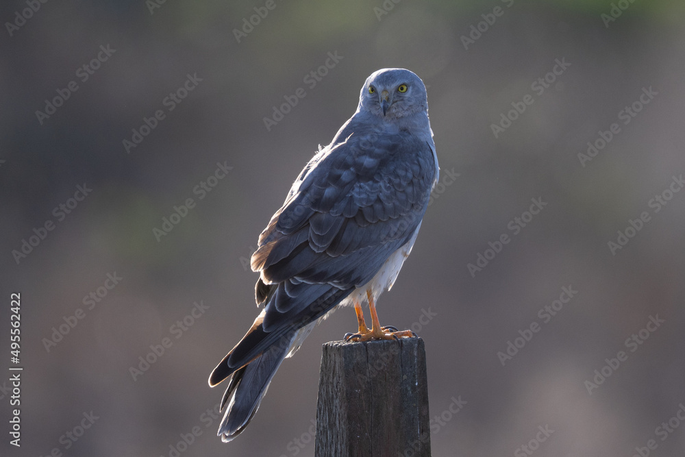 Obraz premium Close view of a male hen harrier (Northern harrier), seen in the wild in North California