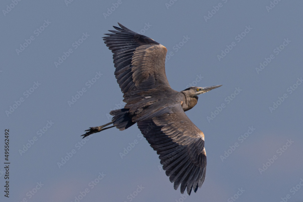 Fototapeta premium Great blue heron flying in beautiful light, seen in the wild in North California