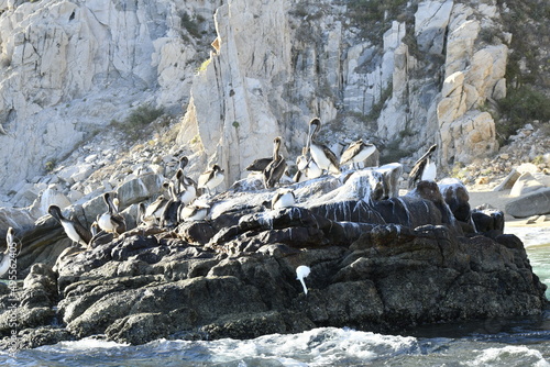 pelicans together in the pacific ocean