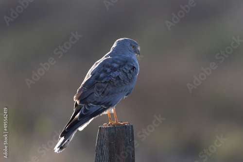 Close view of a male  hen harrier (Northern harrier), seen in the wild in North California photo