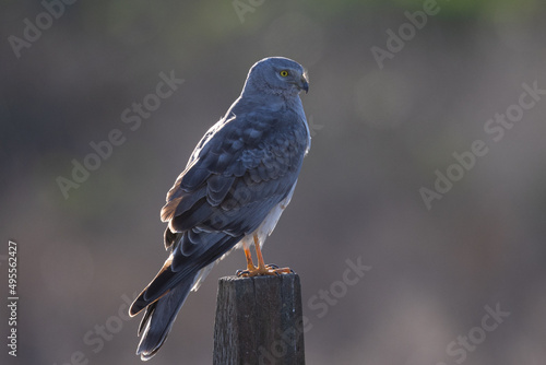 Close view of a male  hen harrier (Northern harrier), seen in the wild in North California © ranchorunner