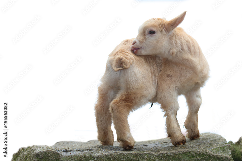 Fototapeta premium Hausziege / Domestic Goat / Capra aegagrus hircus.