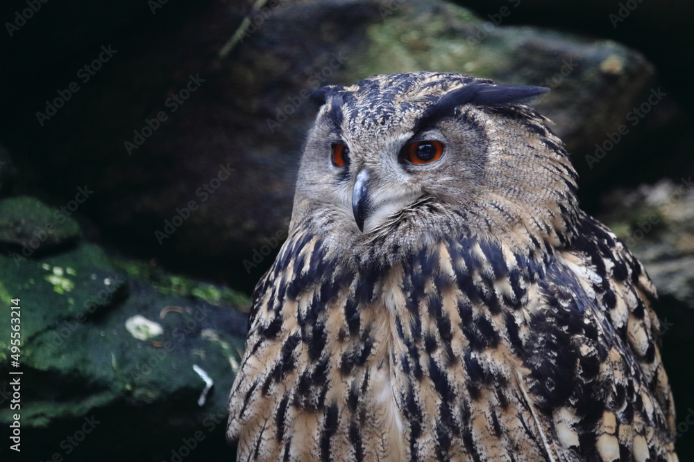 Fototapeta premium Uhu / Eurasian eagle-owl / Bubo bubo