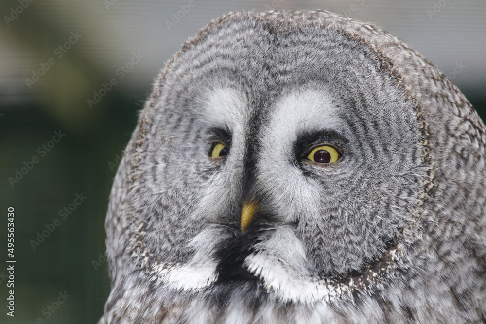 Bartkauz / Great grey owl / Strix nebulosa. Bartkauz / Great grey owl / Strix nebulosa.