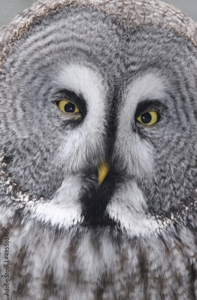 Bartkauz / Great grey owl / Strix nebulosa. Bartkauz / Great grey owl / Strix nebulosa.