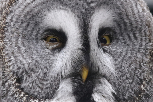 Bartkauz / Great grey owl / Strix nebulosa. © Ludwig