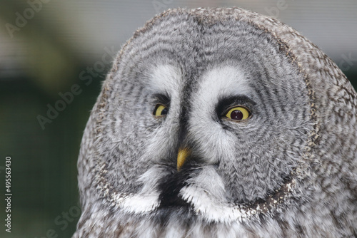 Bartkauz / Great grey owl / Strix nebulosa.