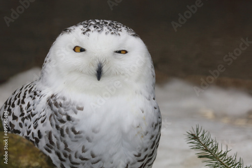 Schnee-Eule / Snowy owl / Bubo scandiacus