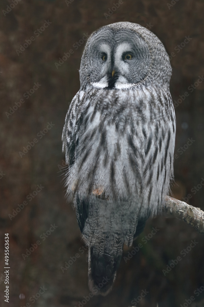 Fototapeta premium Bartkauz / Great grey owl / Strix nebulosa.