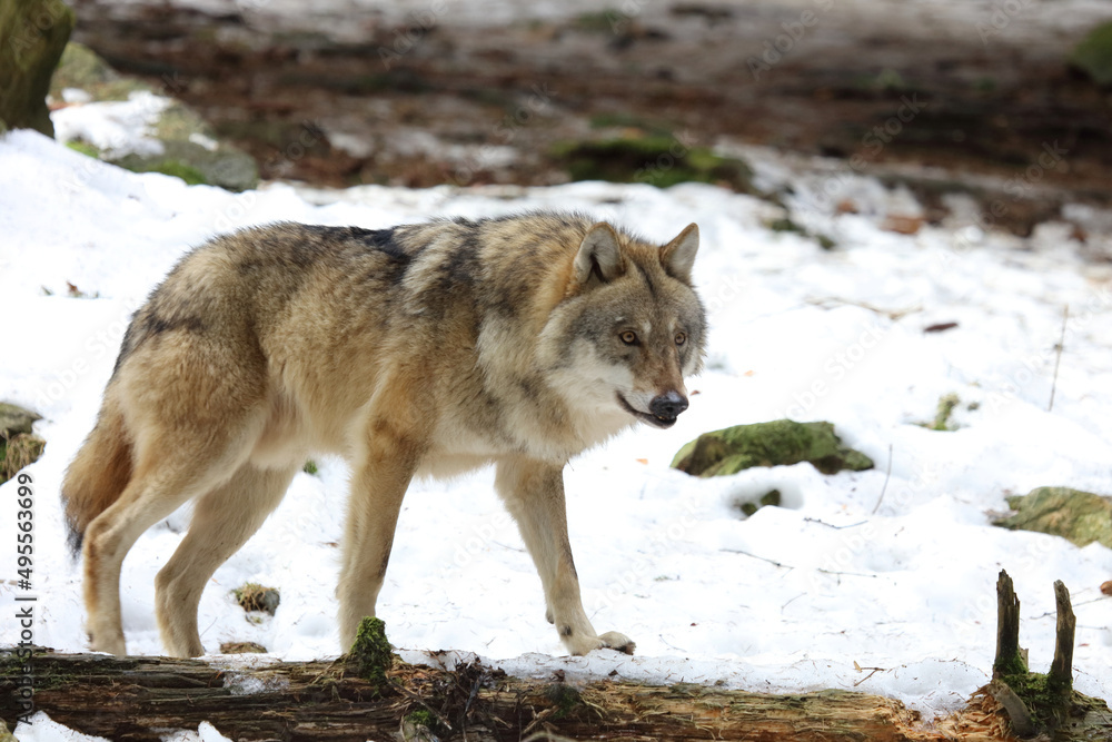 Wolf / Wolf / Canis lupus