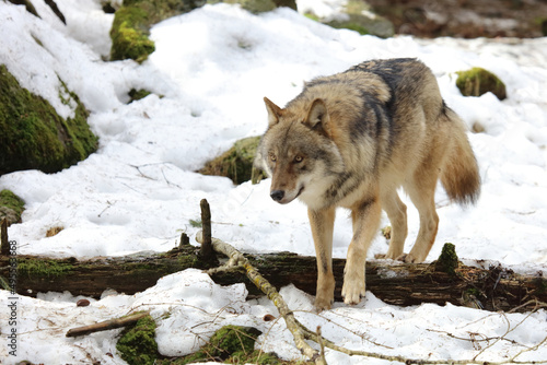 Wolf / Wolf / Canis lupus © Ludwig