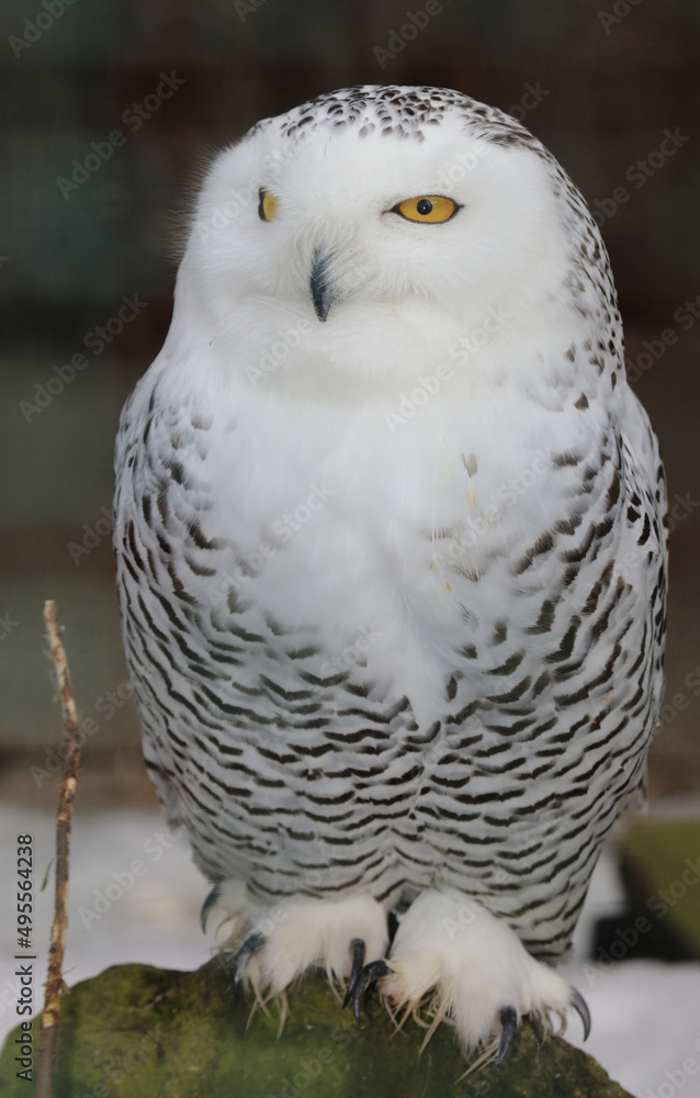 Fototapeta premium Schnee-Eule / Snowy owl / Bubo scandiacus