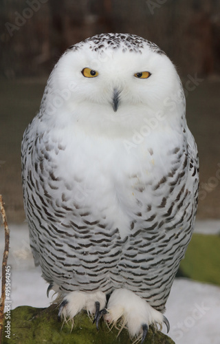 Schnee-Eule   Snowy owl   Bubo scandiacus