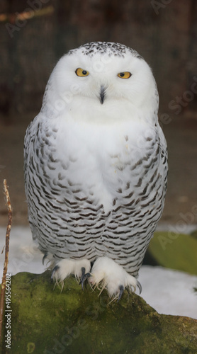 Schnee-Eule   Snowy owl   Bubo scandiacus