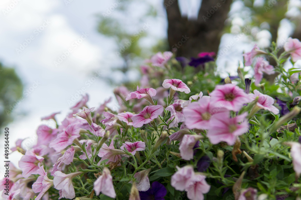 Obraz premium Beautiful flower for background.
