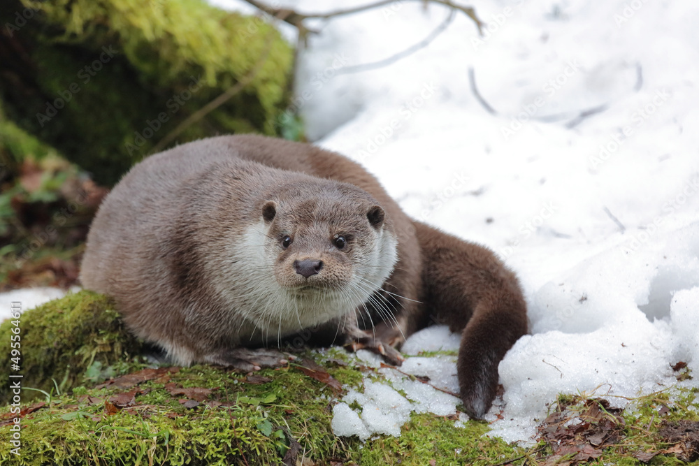 Eurasischer Fischotter / Eurasien otter / Lutra lutra Eurasischer Fischotter / Eurasien otter / Lutra lutra