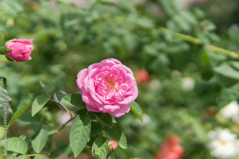 Beautiful flower for background. Beautiful flower for background.