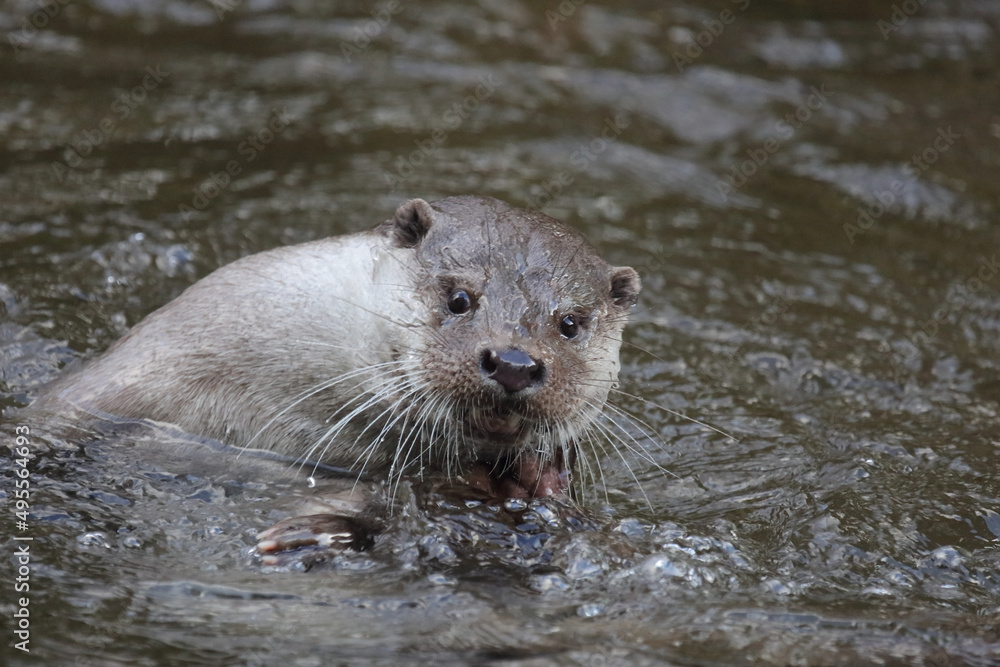 Obraz premium Eurasischer Fischotter / Eurasien otter / Lutra lutra
