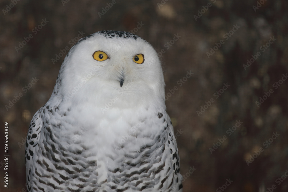 Schnee-Eule / Snowy owl / Bubo scandiacus