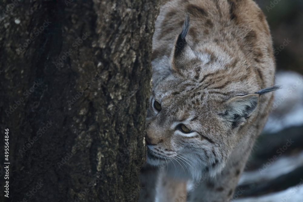 Obraz premium Eurasischer Luchs / Eurasian lynx / Lynx lynx