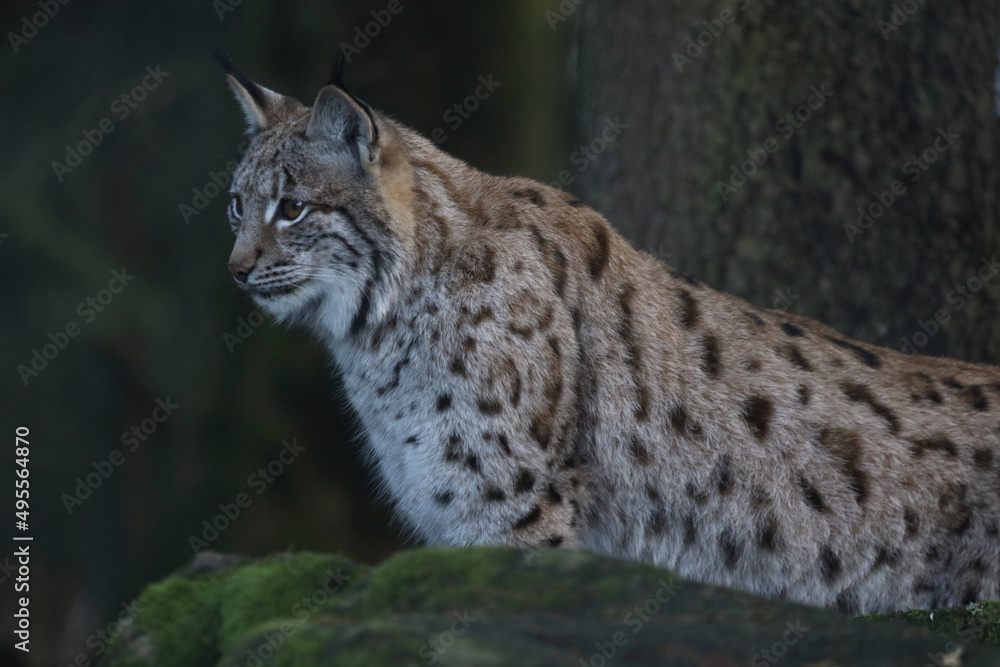 Eurasischer Luchs / Eurasian lynx / Lynx lynx Eurasischer Luchs / Eurasian lynx / Lynx lynx