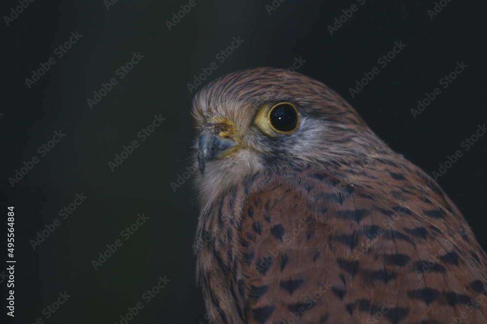 Turmfalke / Common kestrel / Falco tinnunculus Turmfalke / Common kestrel / Falco tinnunculus