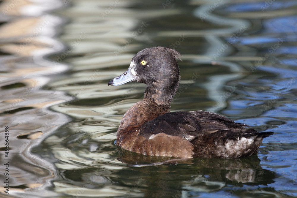 Reiherente / Tufted duck / Aythya fuligula Reiherente / Tufted duck / Aythya fuligula