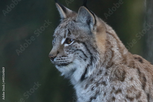 Eurasischer Luchs / Eurasian lynx / Lynx lynx