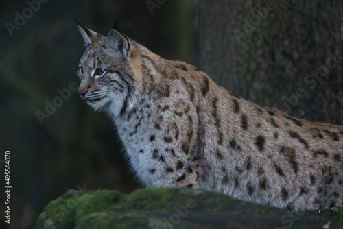 Eurasischer Luchs / Eurasian lynx / Lynx lynx © Ludwig