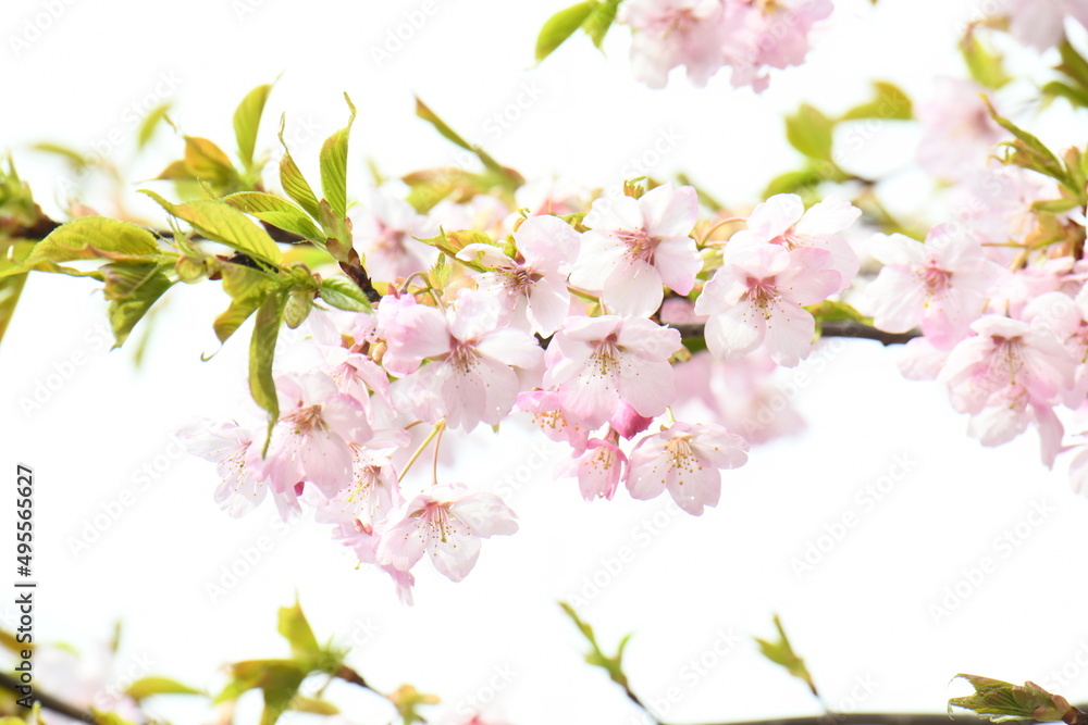 大漁桜 大漁桜