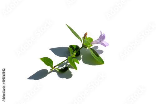 Close up of prostrate wild petunia, Bell Weed plant on white background with shadow.