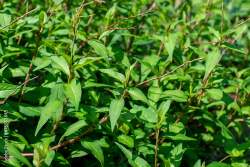Close up of Vietnamese coriander plant.