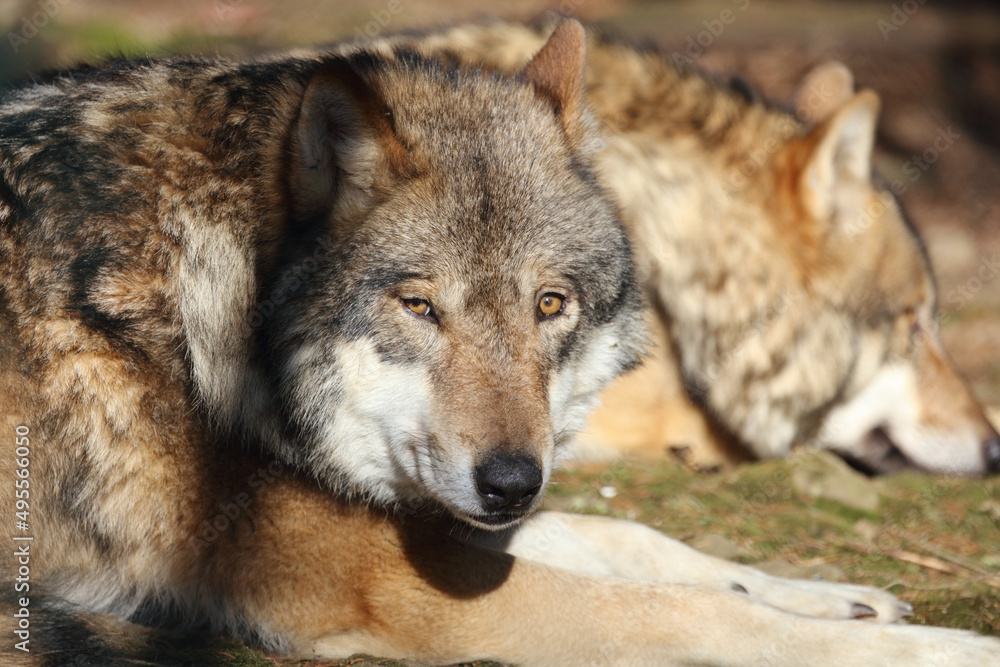 Fototapeta premium Wolf / Wolf / Canis lupus