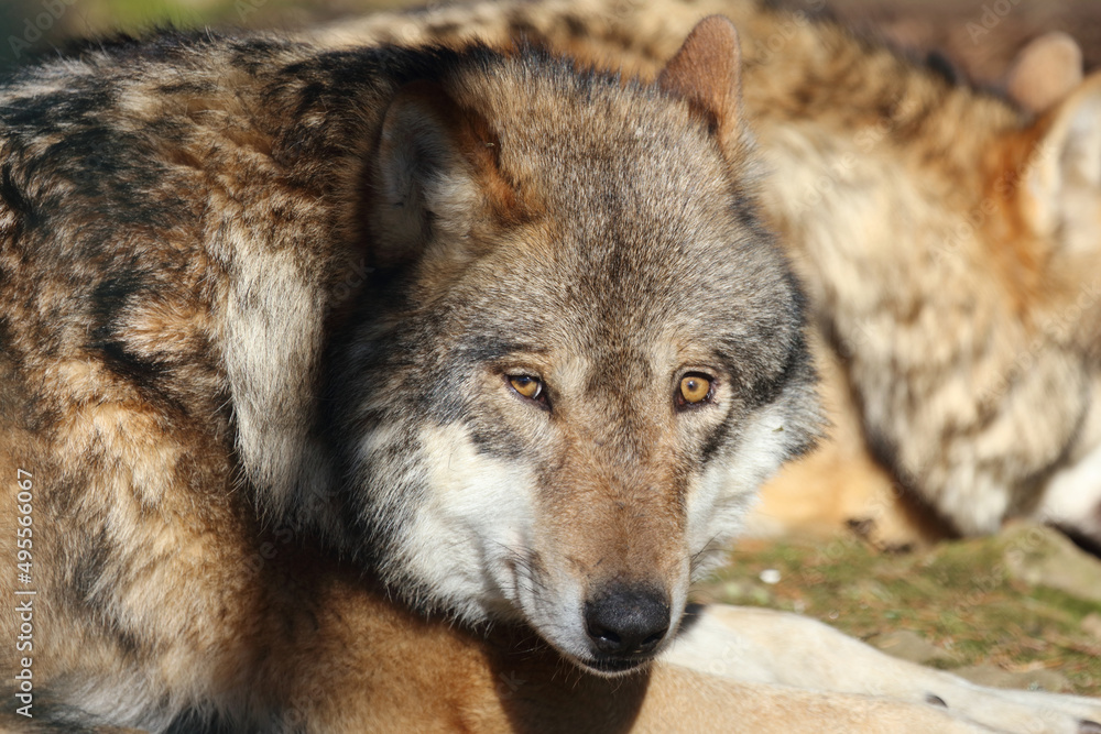 Wolf / Wolf / Canis lupus Wolf / Wolf / Canis lupus