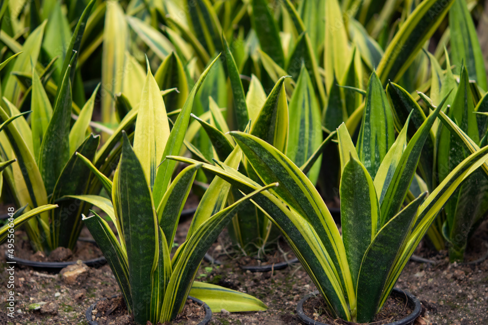 Fototapeta premium Sansevieria (Dracaena), succulent plants. Long leaves, pointed and hard. The margins of the leaves are yellow in the middle of the green leaves. Ornamental plant for garden decoration and air filter.
