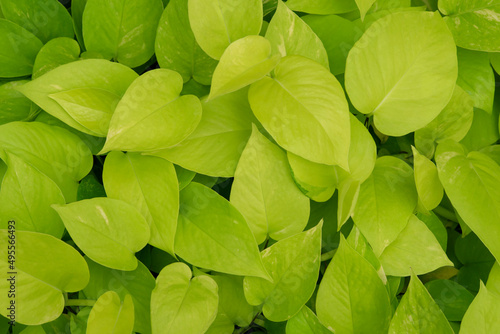 Natural background of Epipremnum aureum plants, beautiful golden and neon color of leaves heart-shaped. Ornamental plant for garden decoration.