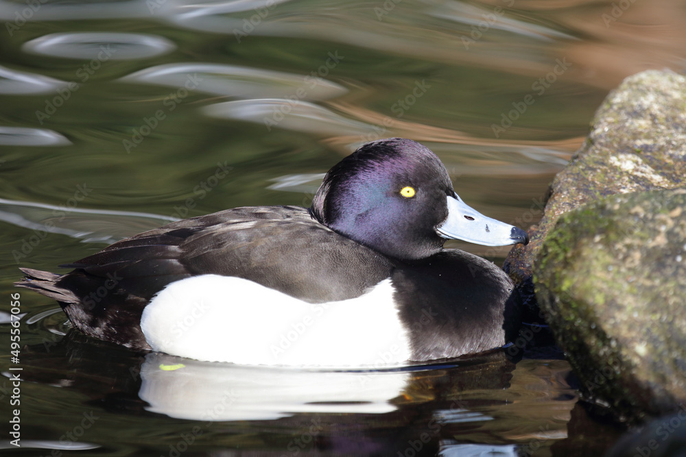 Fototapeta premium Reiherente / Tufted duck / Aythya fuligula